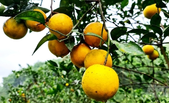 Compared to the conventional model of growing oranges, organic oranges are not as beautiful but sweeter and twice as expensive. Photo: Dao Thanh.